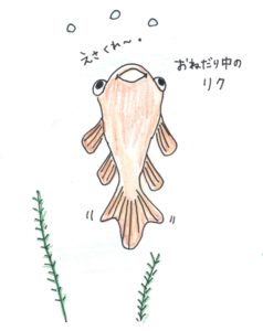 金魚ちゃんのおすすめの水槽と水換えの仕方!