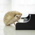 ハリネズミの赤ちゃんがやってきた！値段と飼い方をブログで紹介！