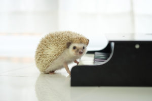 ハリネズミの赤ちゃんがやってきた！値段と飼い方をブログで紹介！