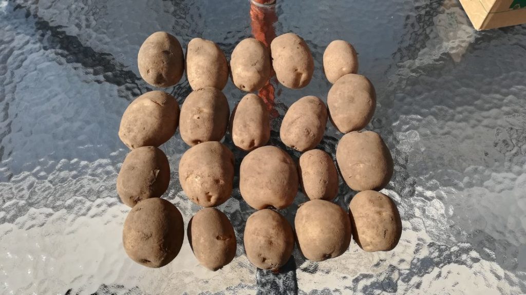 大収穫祭6回目当選